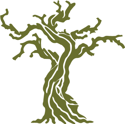 Old Zinfandel Vine